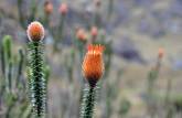 Flores no Parque Nacional Cajas, na região de Cuenca, no Equador